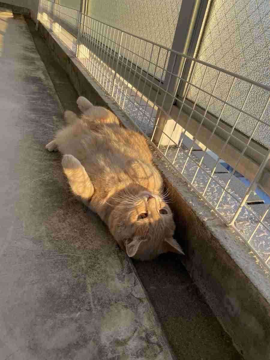 【芸能人の画像禁止】笑いのツボが浅いガル民に見せたい画像やgifが集まるトピ【悪意禁止】part11