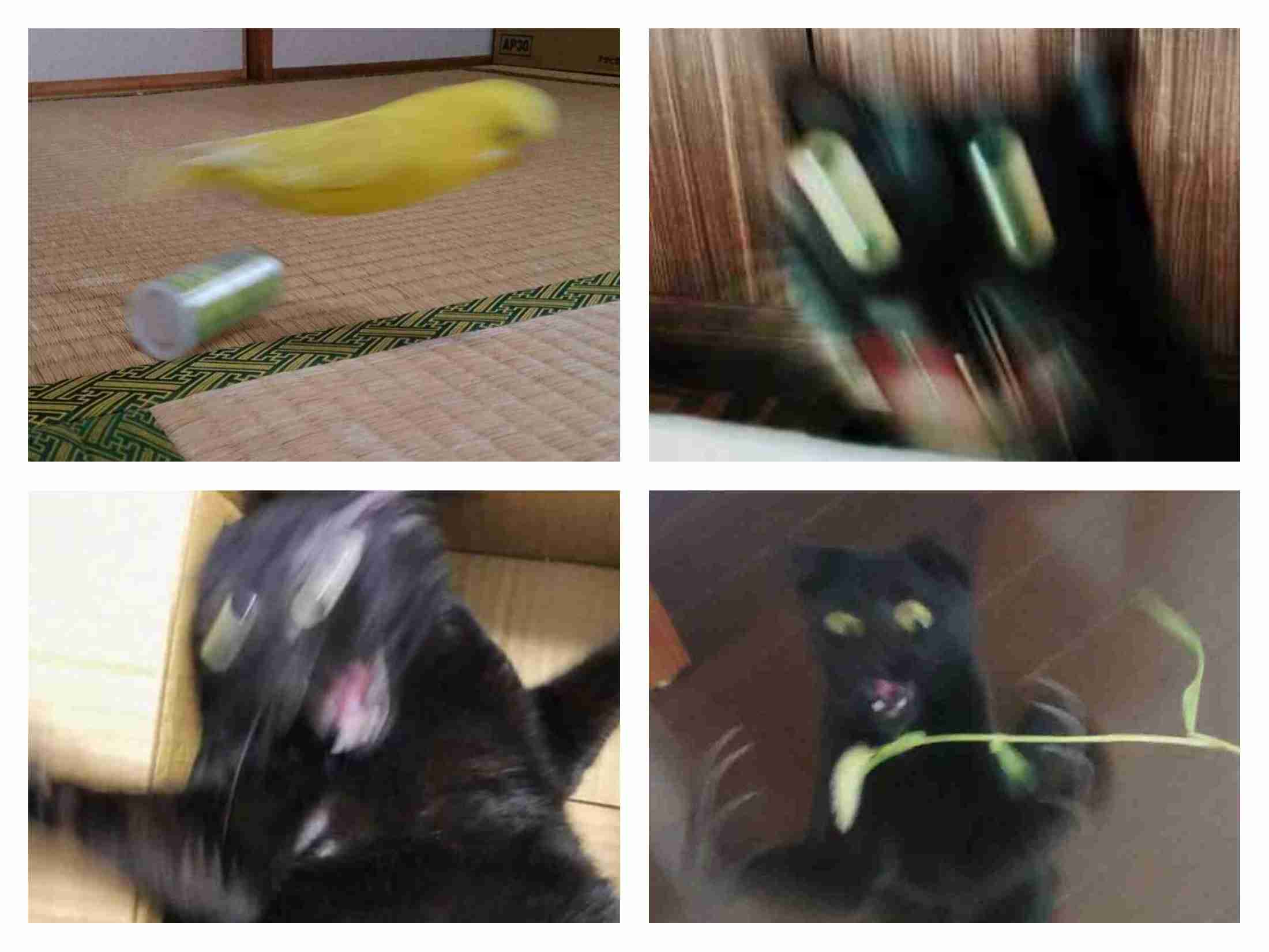 【芸能人の画像禁止】笑いのツボが浅いガル民に見せたい画像やgifが集まるトピ【悪意禁止】part11