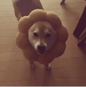 【芸能人の画像禁止】笑いのツボが浅いガル民に見せたい画像やgifが集まるトピ【悪意禁止】part11