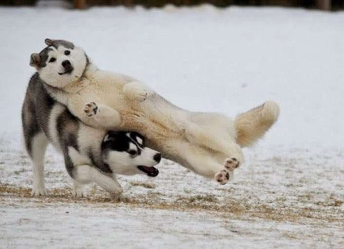 【芸能人の画像禁止】笑いのツボが浅いガル民に見せたい画像やgifが集まるトピ【悪意禁止】part11