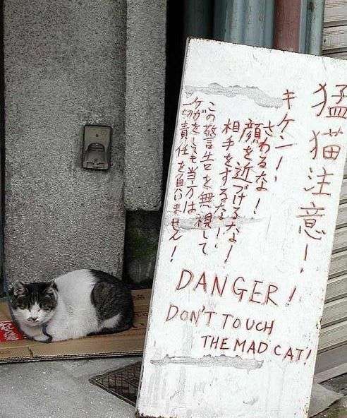 【芸能人の画像禁止】笑いのツボが浅いガル民に見せたい画像やgifが集まるトピ【悪意禁止】part11