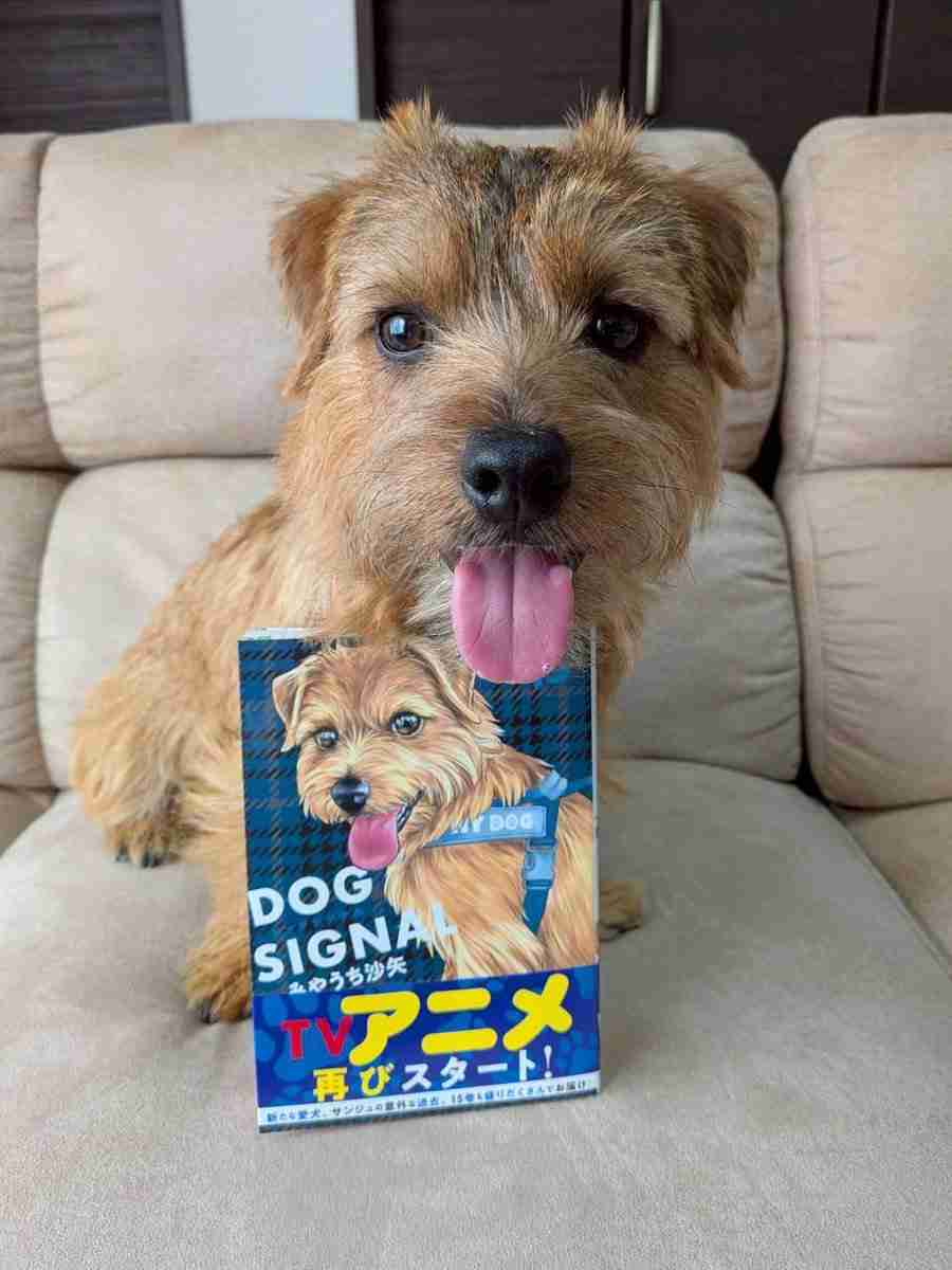 【漫画アニメ】DOG SIGNALを語ろう【犬のしつけ】