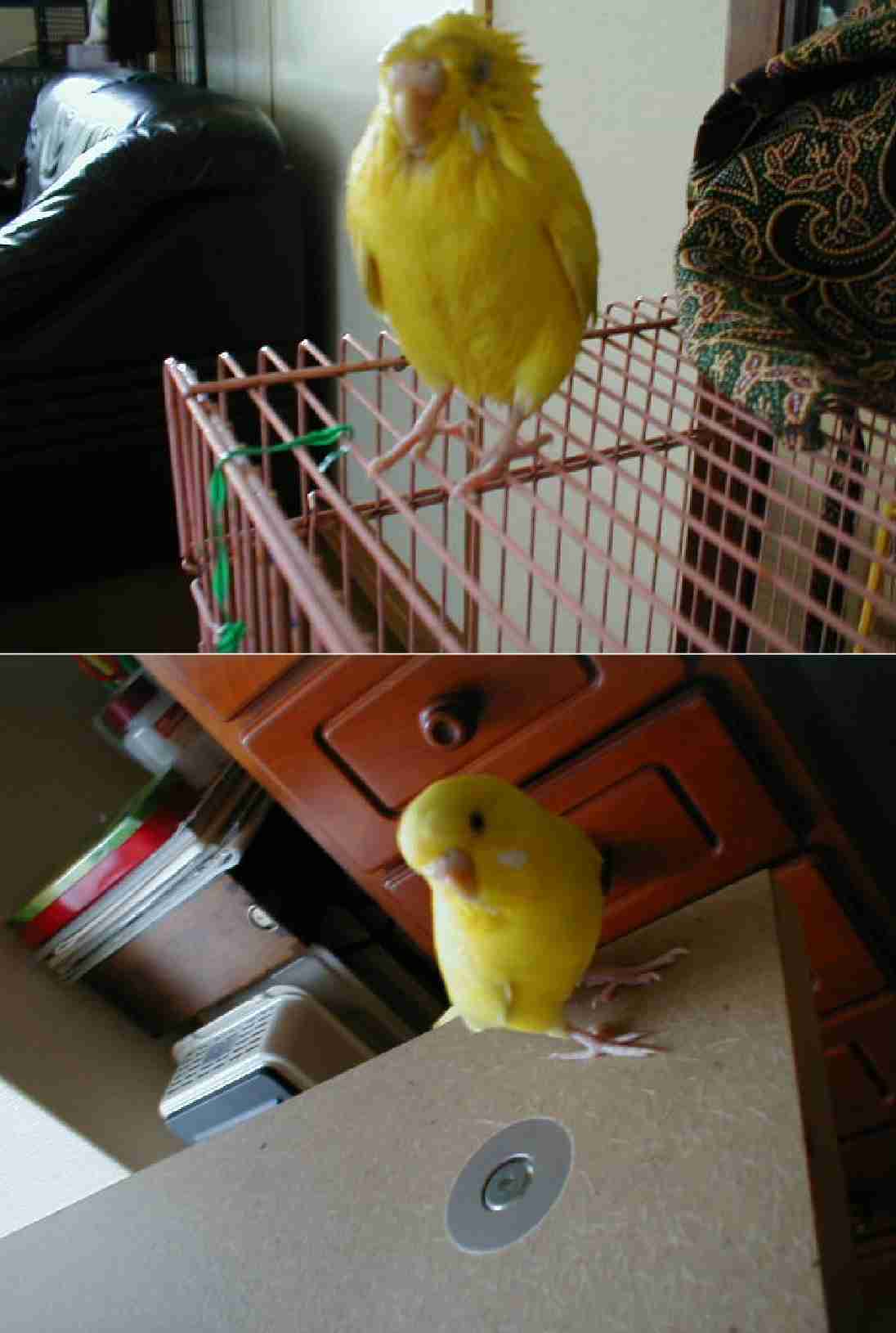 【画像】ペット自慢をして欲しい【画像は虫以外※ごめんなさい】