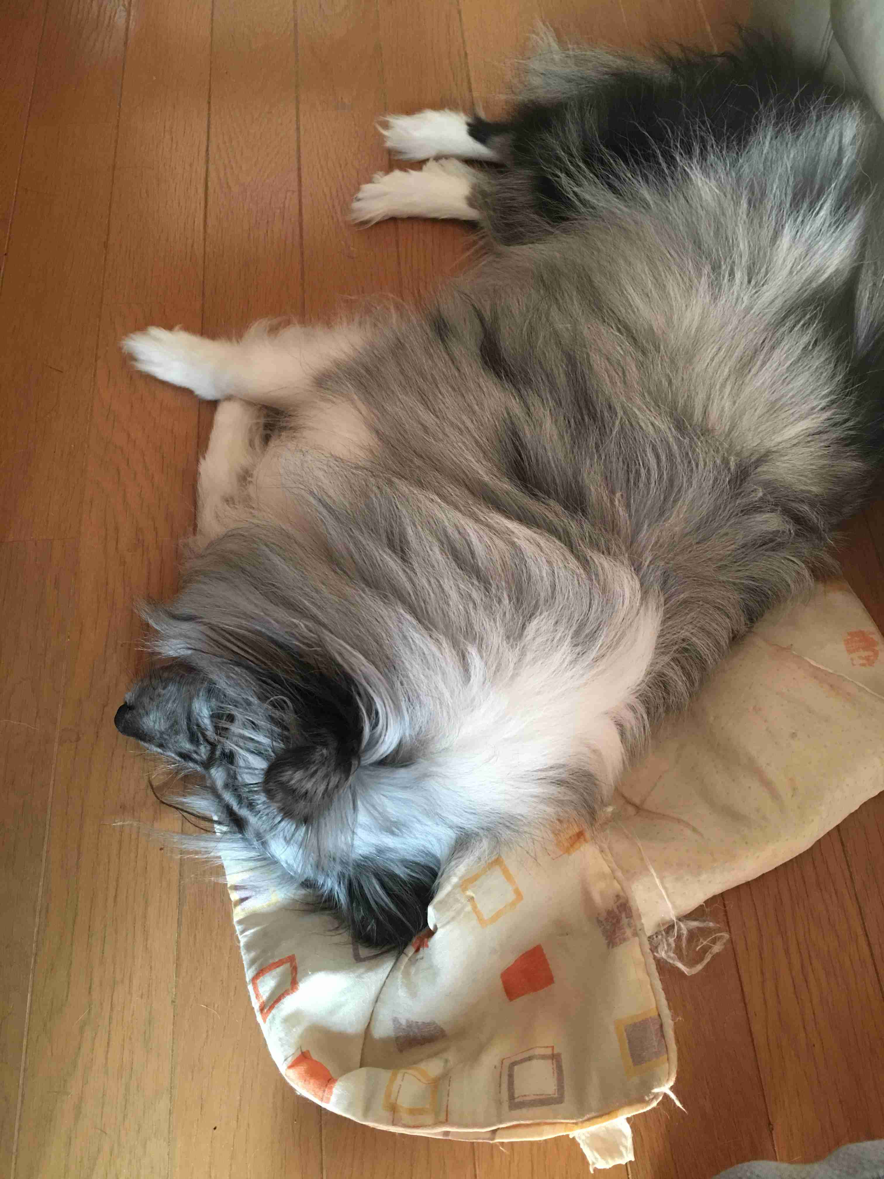 【画像】ペット自慢をして欲しい【画像は虫以外※ごめんなさい】