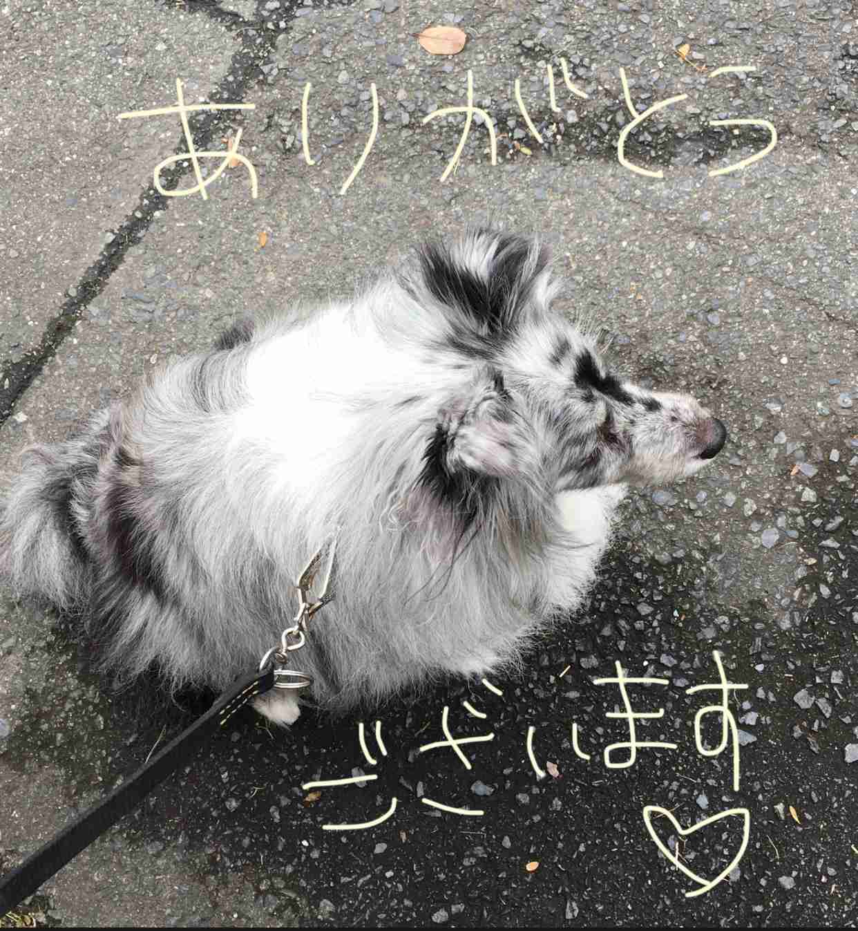 【画像】ペット自慢をして欲しい【画像は虫以外※ごめんなさい】
