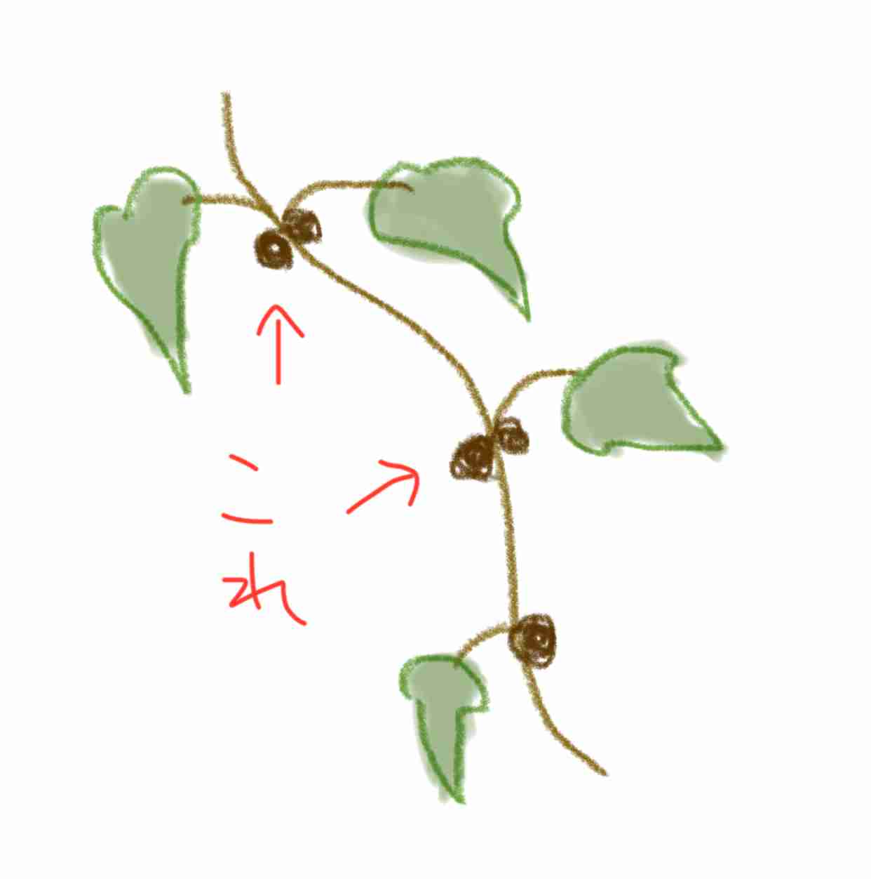 【お絵描き】絵しりとりしよう！【定期】