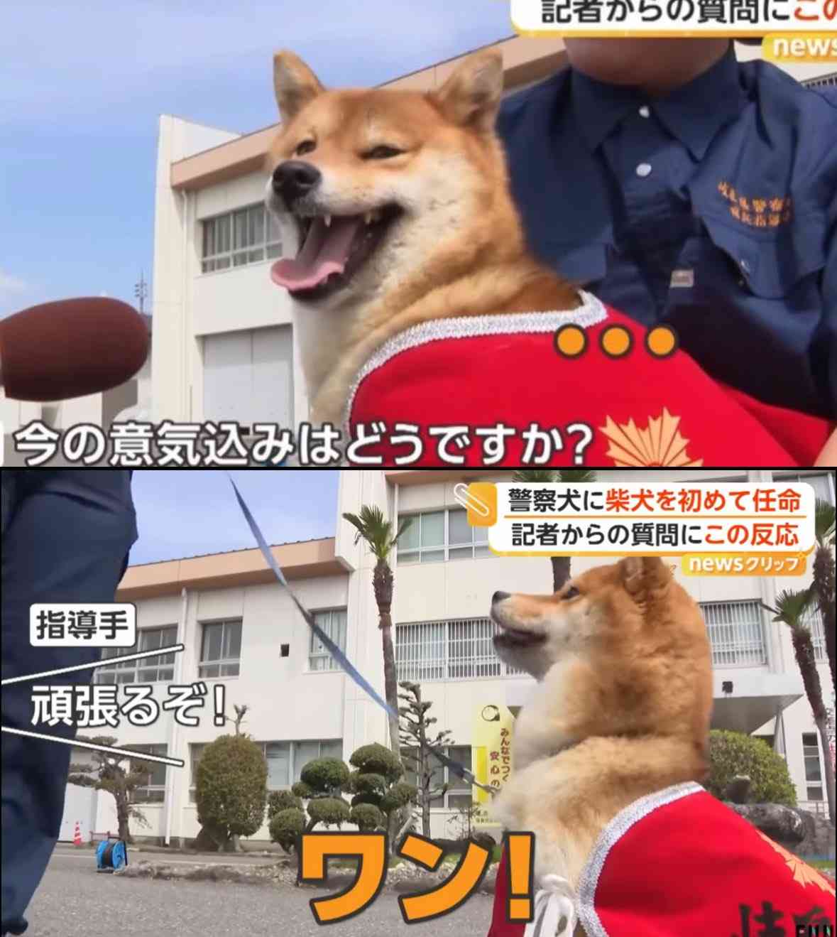 犬に服を着せる【あり?】【なし?】