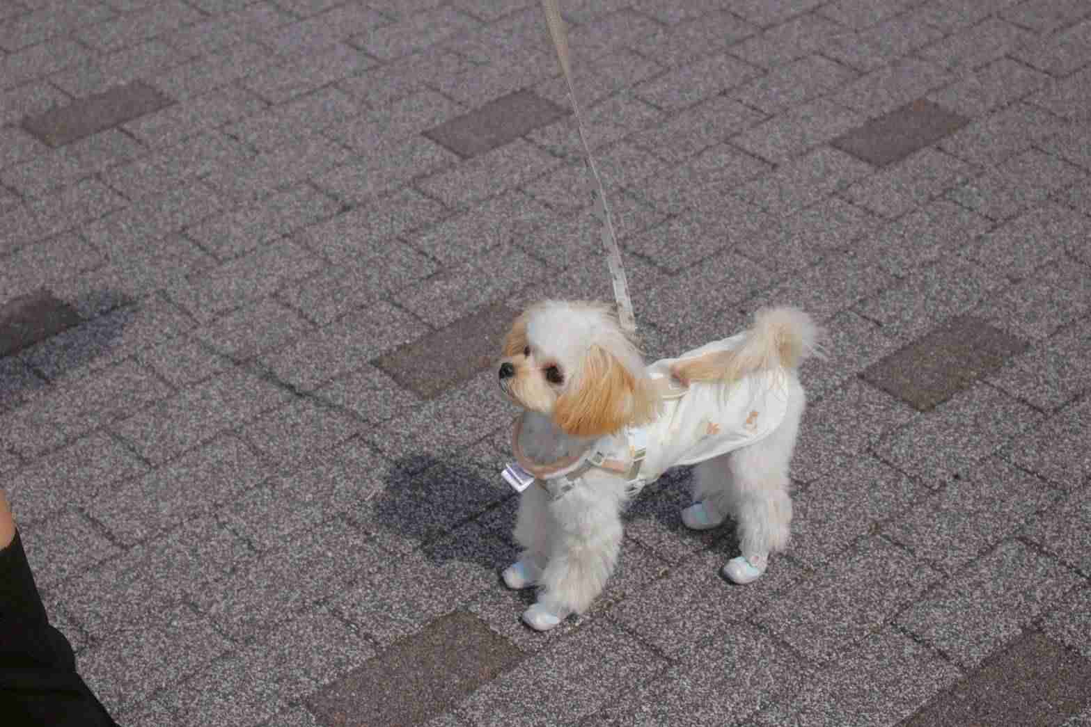犬に服を着せる【あり?】【なし?】