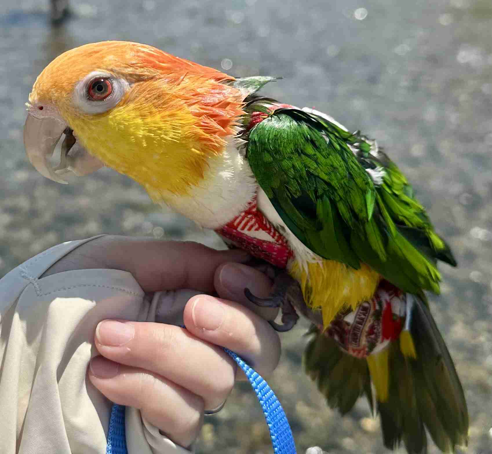 犬に服を着せる【あり?】【なし?】