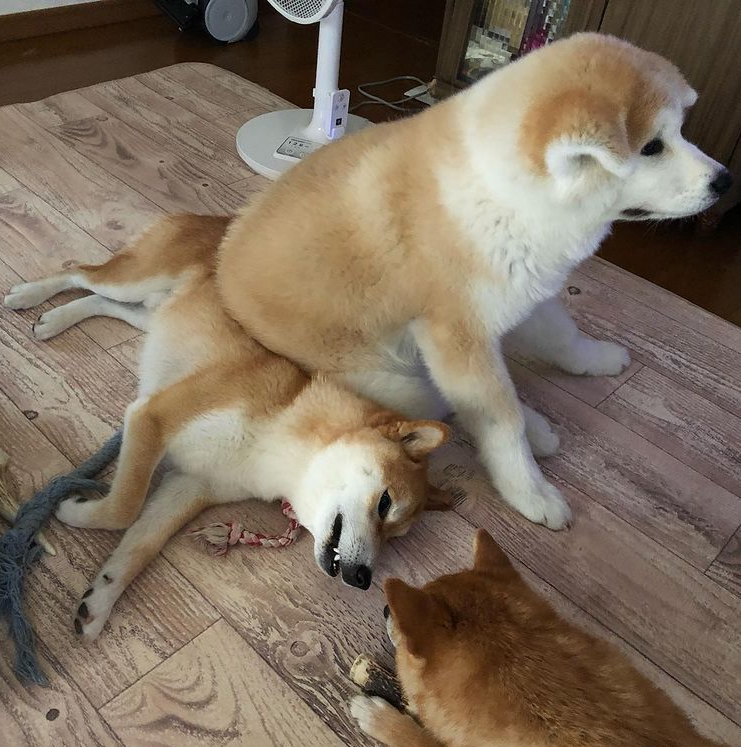 自分でドSだと言う人