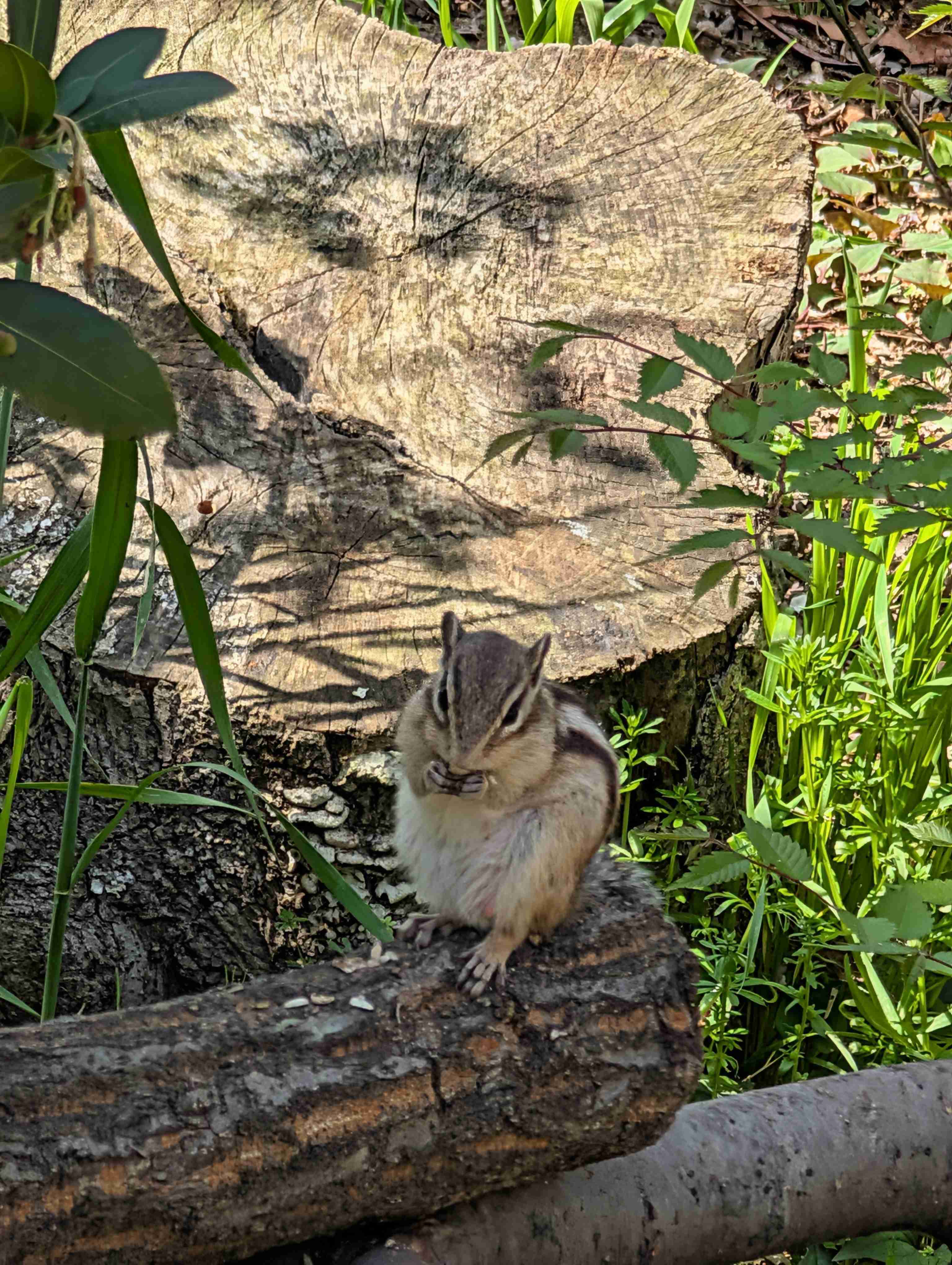 りすが好きな人🐿️