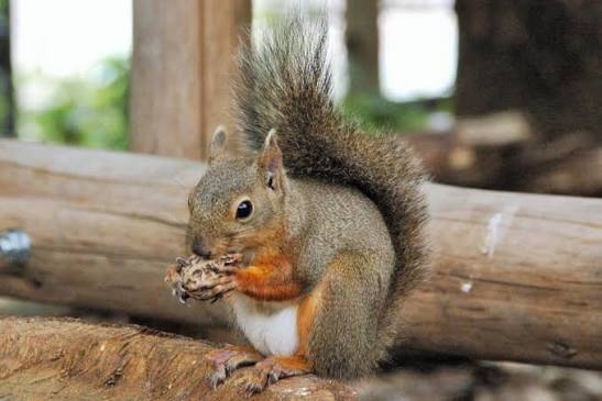 りすが好きな人🐿️