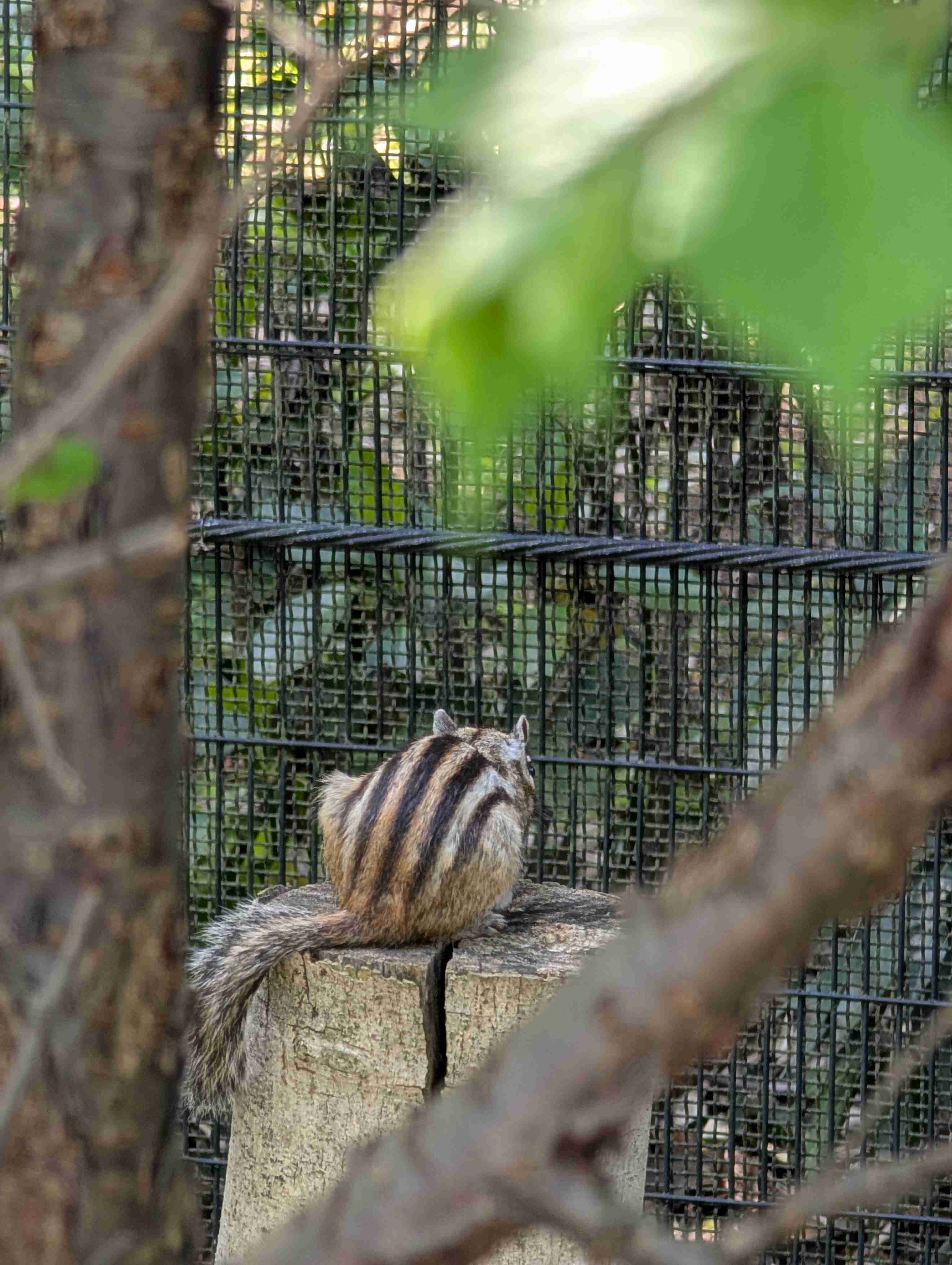 りすが好きな人🐿️