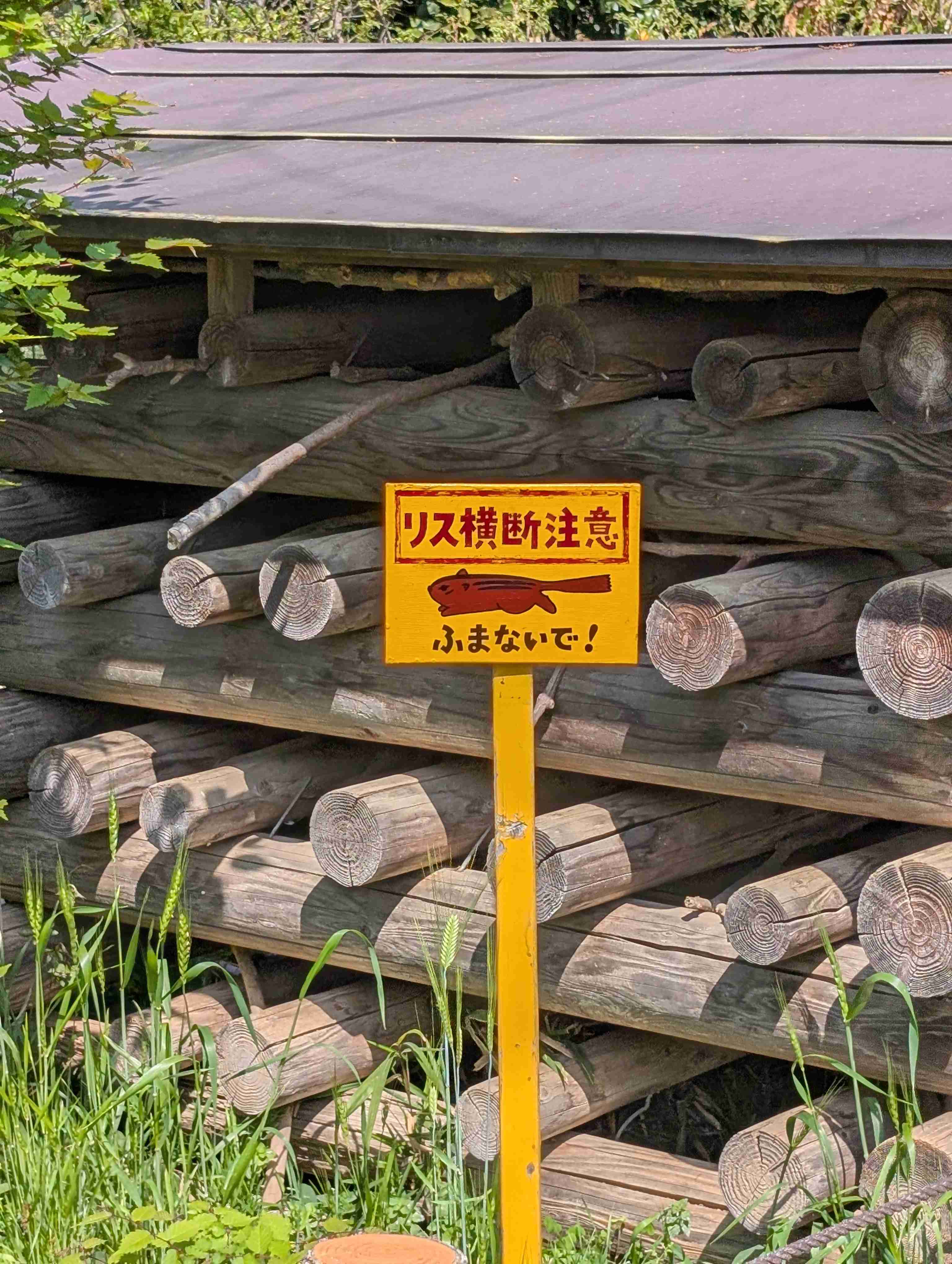 りすが好きな人🐿️