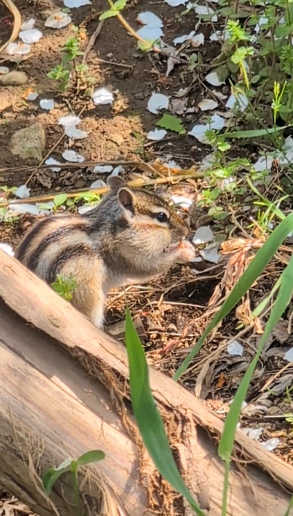 りすが好きな人🐿️