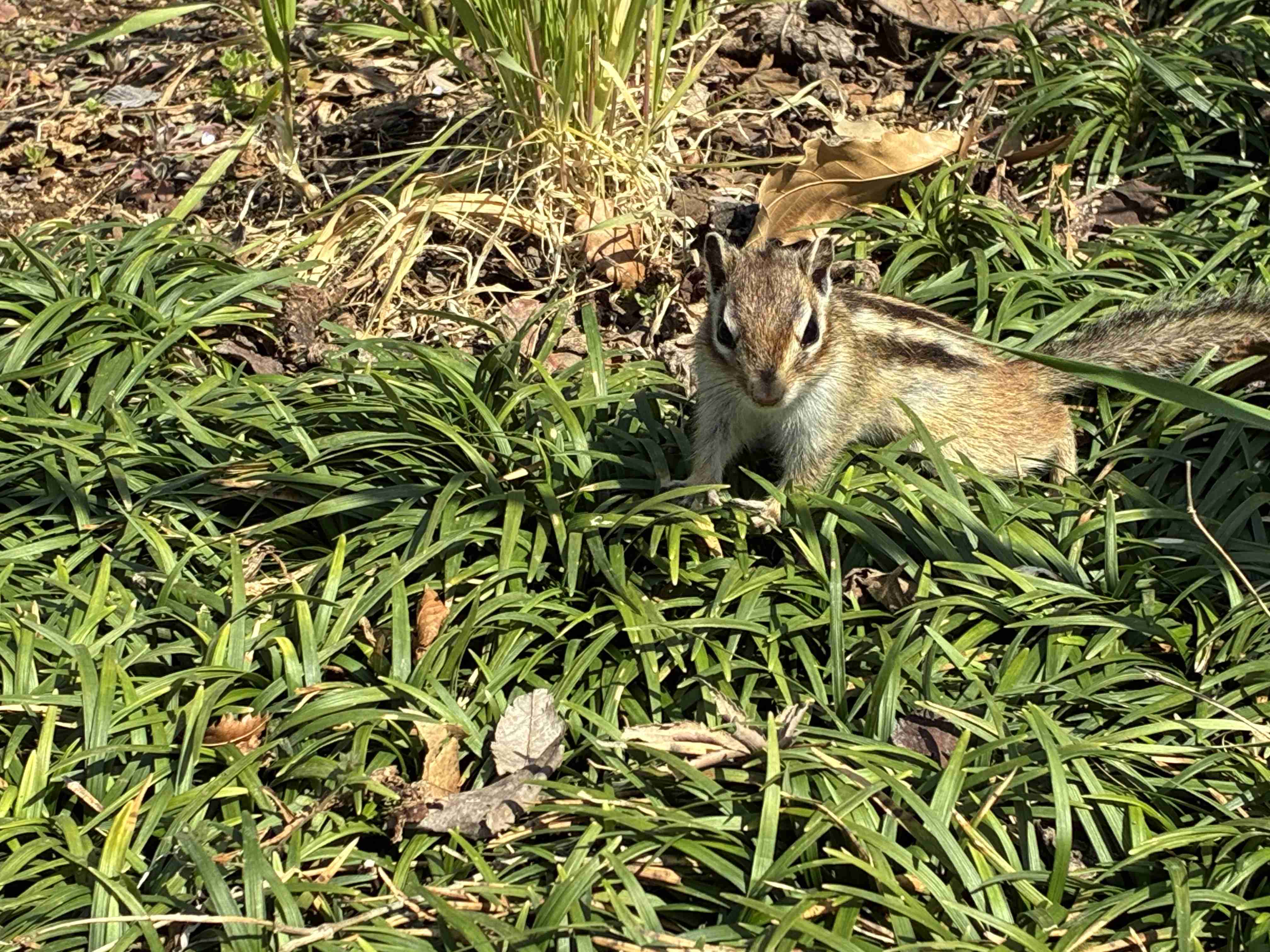 りすが好きな人🐿️
