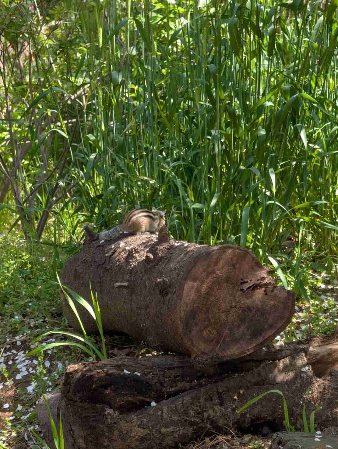 りすが好きな人🐿️