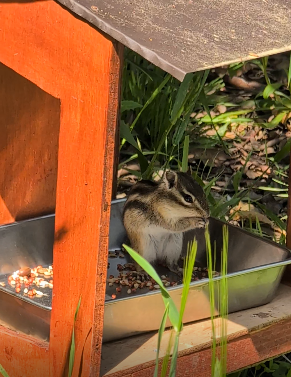りすが好きな人🐿️
