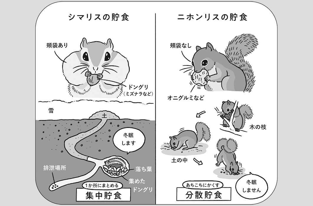 りすが好きな人🐿️