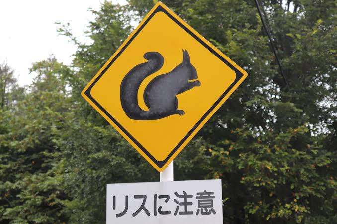 りすが好きな人🐿️