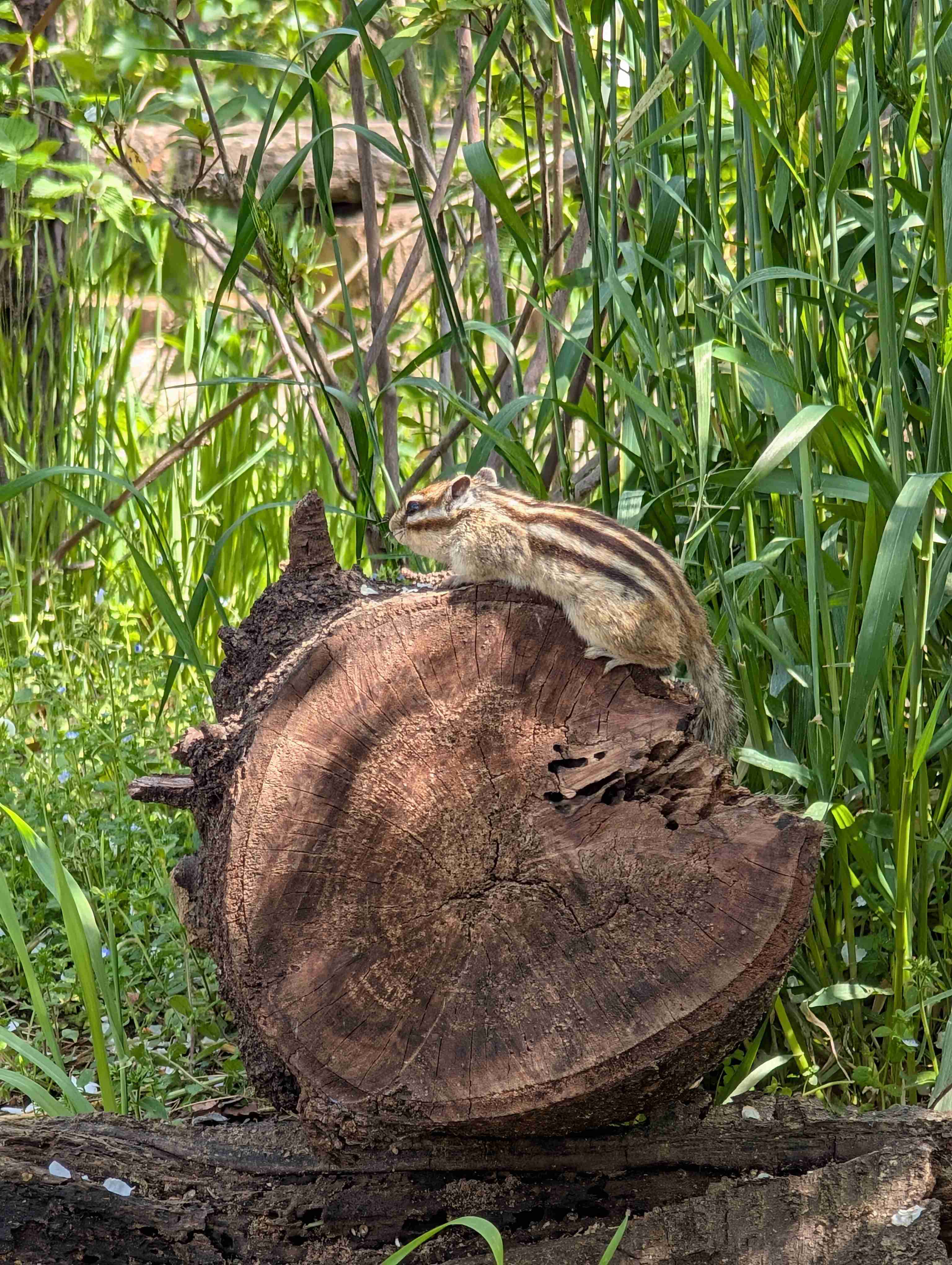 りすが好きな人🐿️
