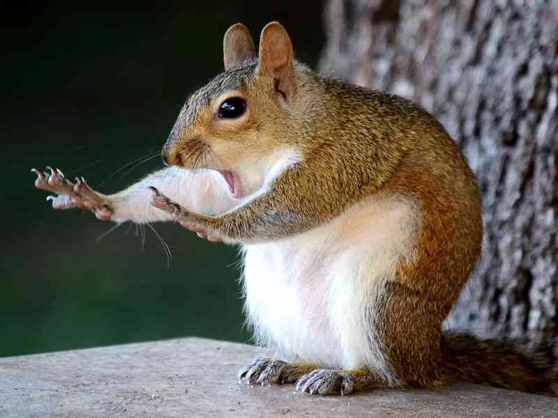りすが好きな人🐿️