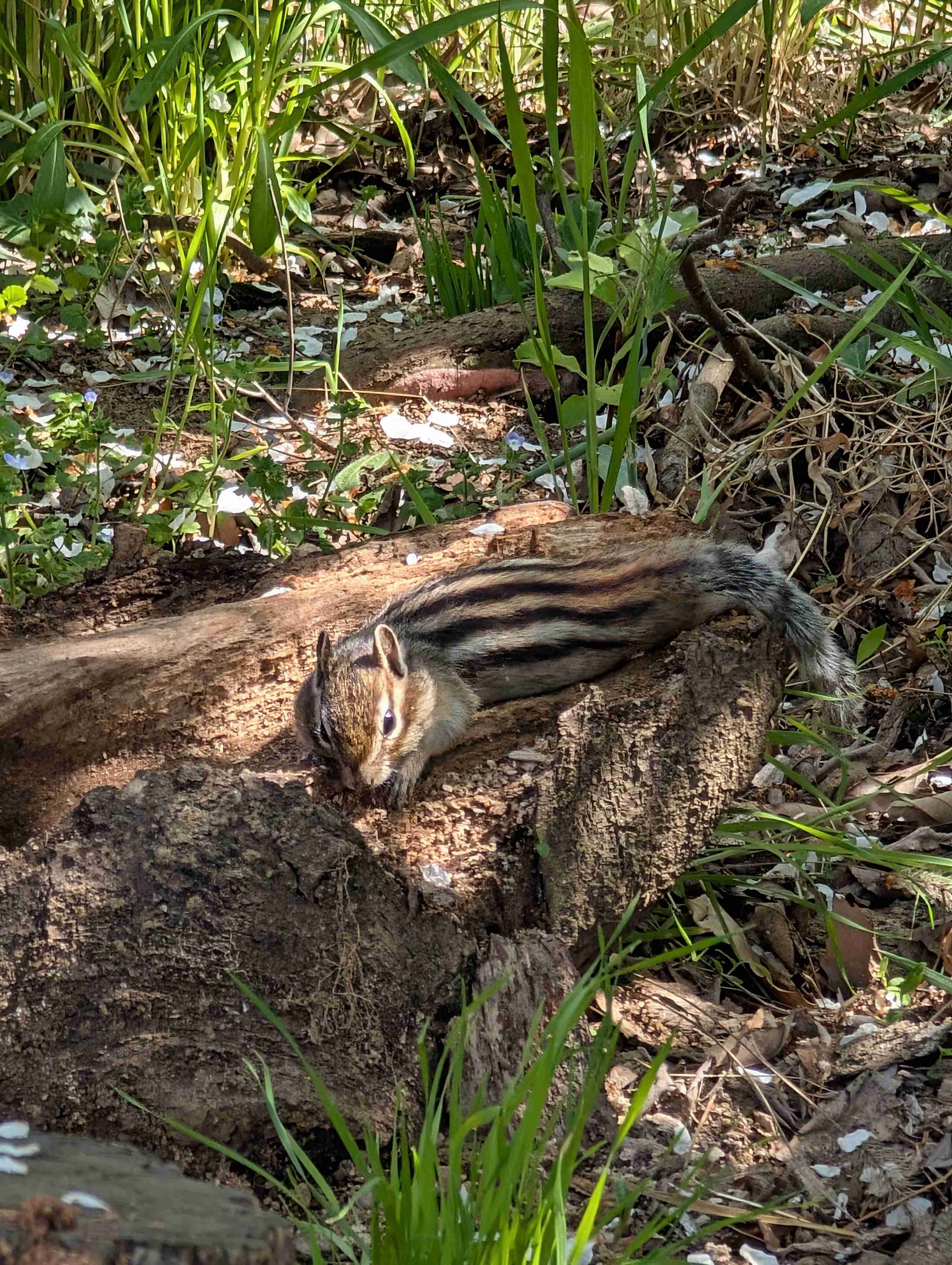 りすが好きな人🐿️
