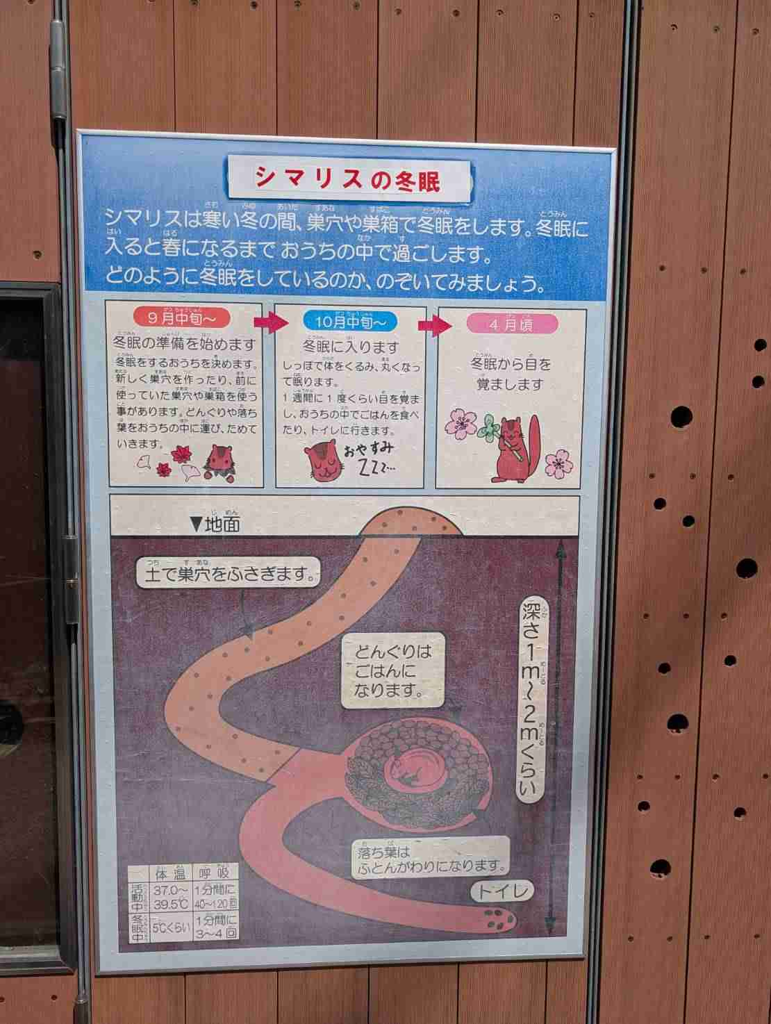 りすが好きな人🐿️