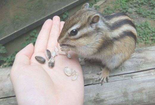 りすが好きな人🐿️