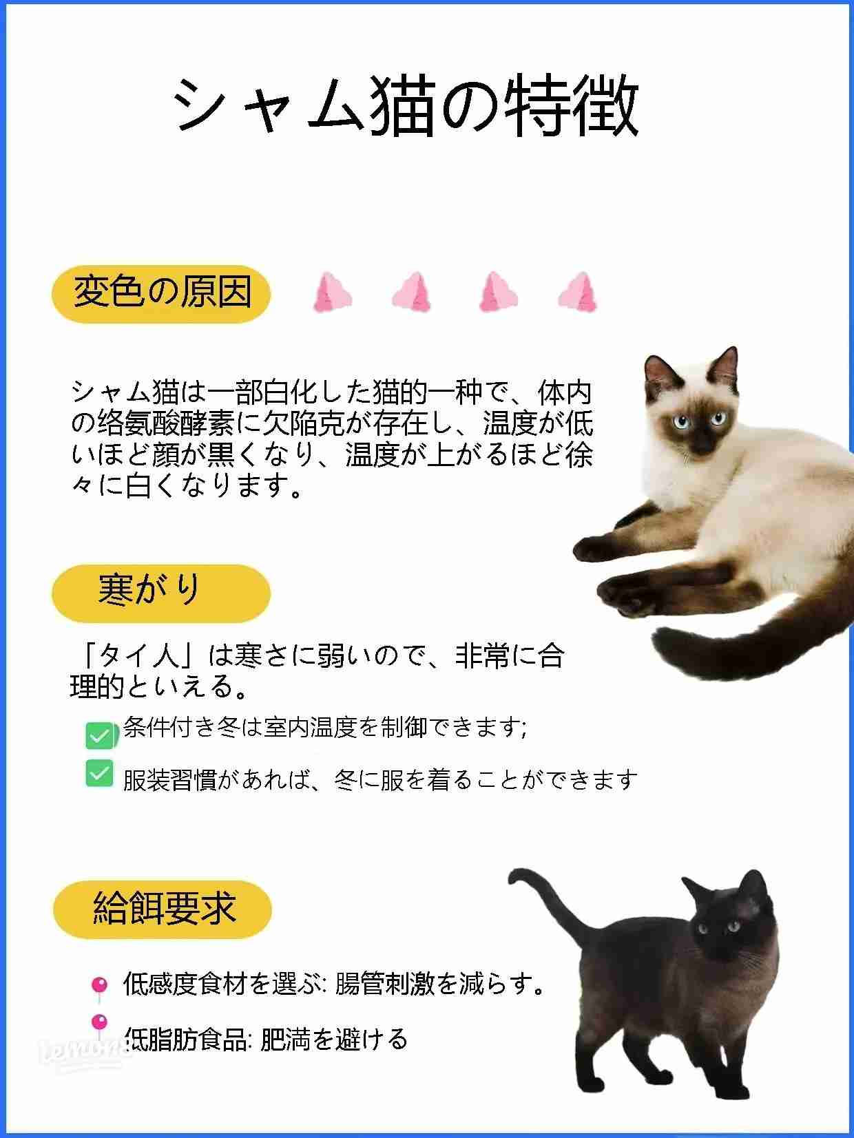 シャム猫について知ってること