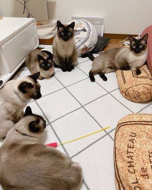 シャム猫について知ってること
