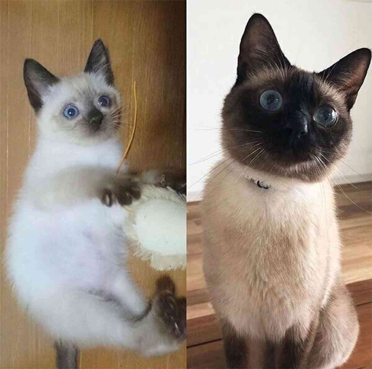 シャム猫について知ってること