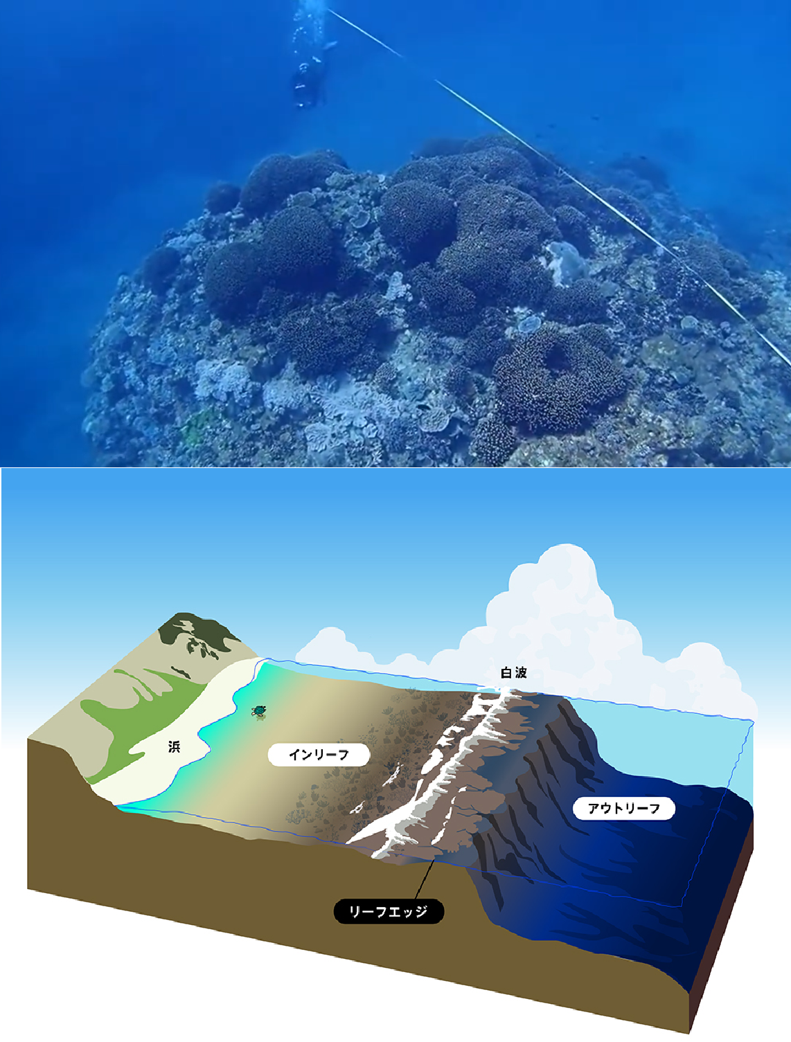平和丸の船長、海でスマホ失い通報できず　118番は生徒から　辺野古沖転覆