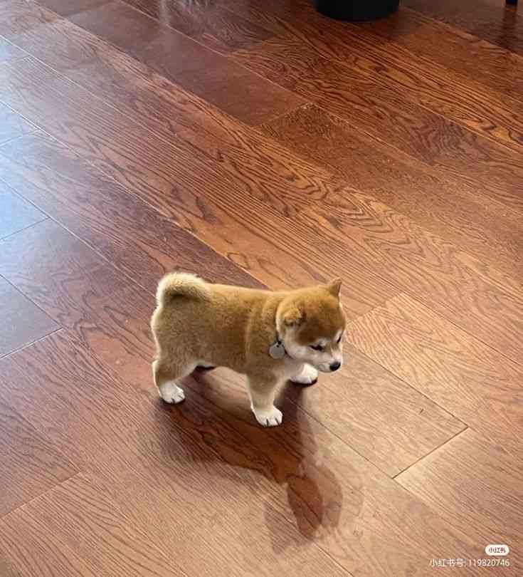 【在宅勤務】運動しようの会