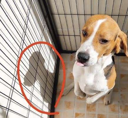 スヌーピー好きな人