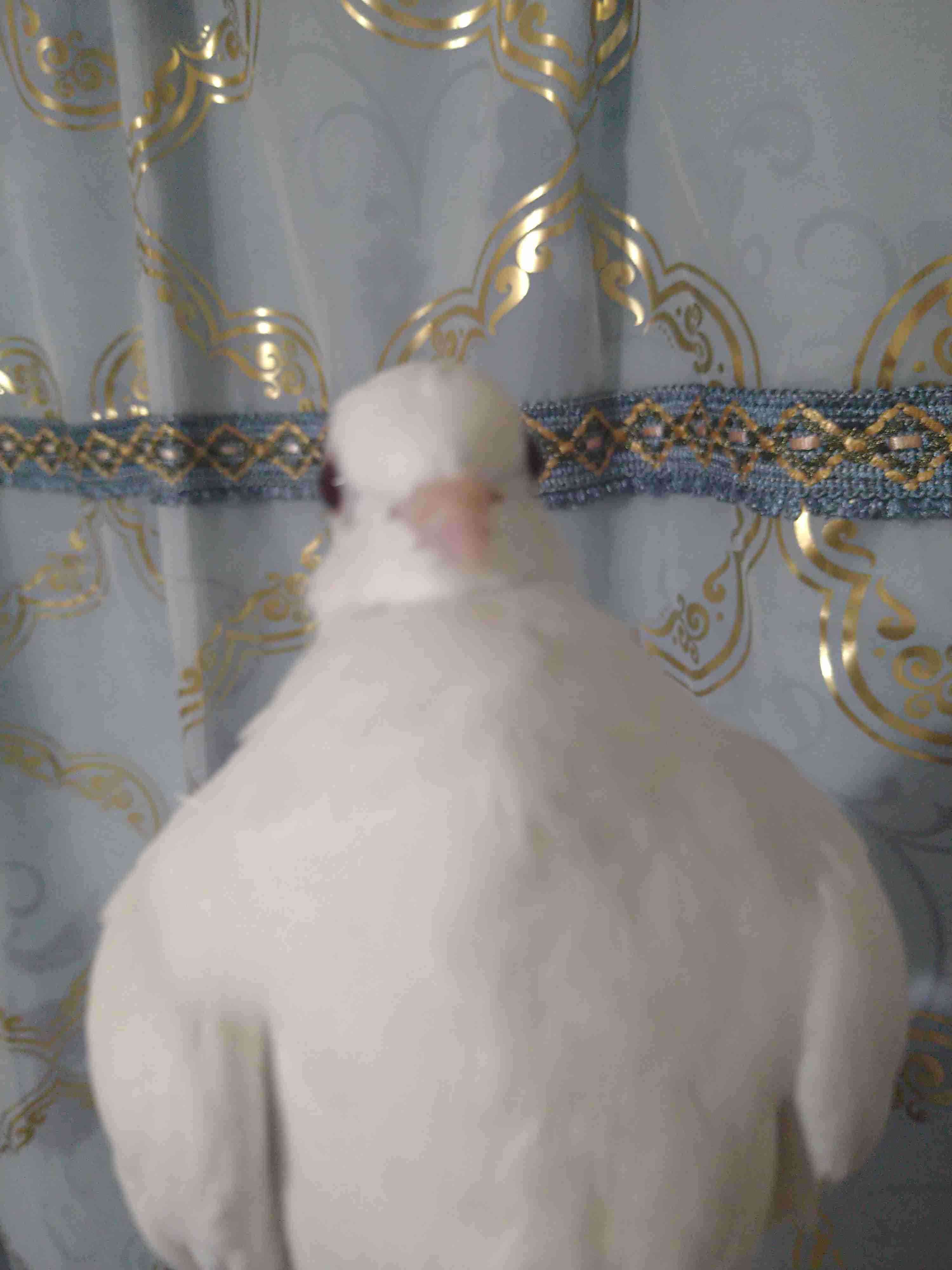 珍しいペット飼ってる人