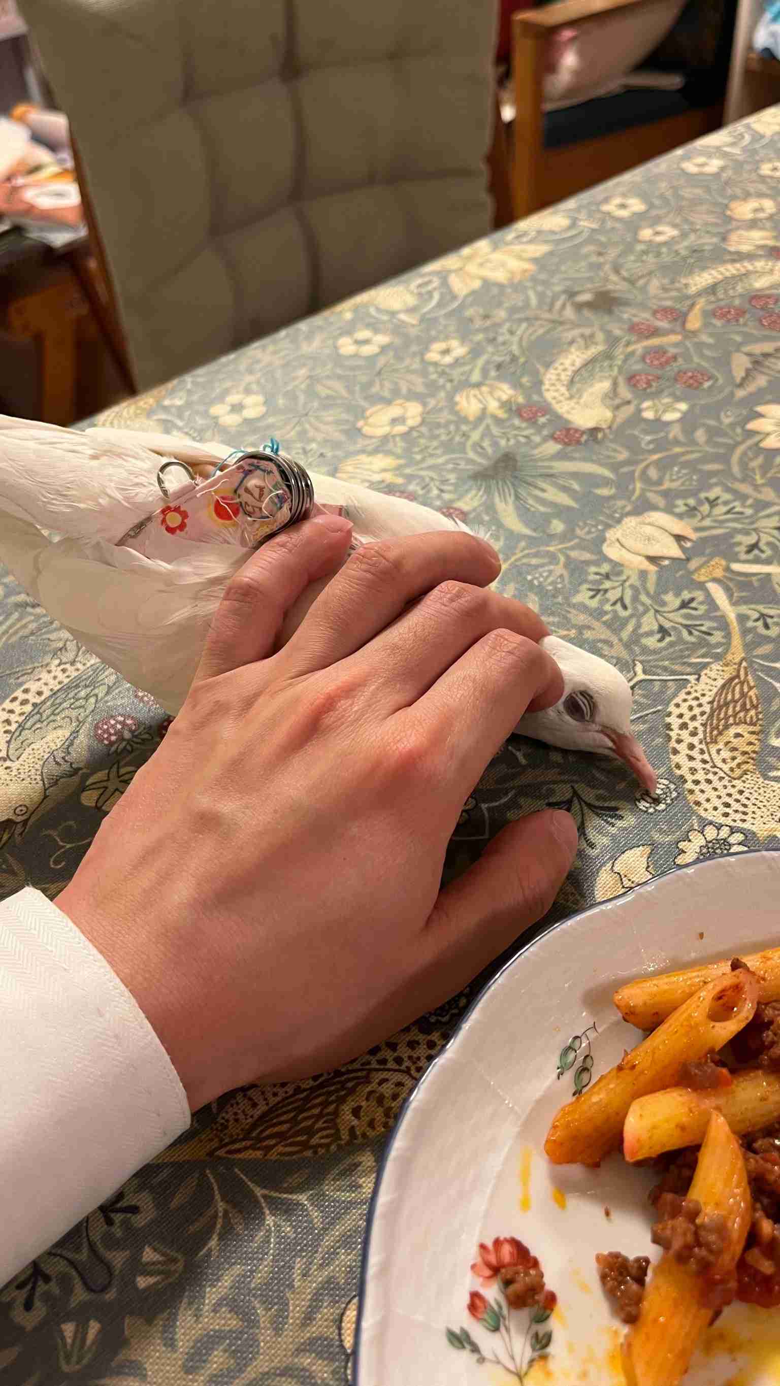 珍しいペット飼ってる人