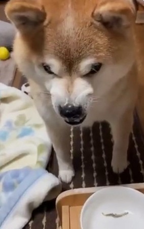 旅館で「提供された食事を見た犬」がフリーズ…　「可愛い理由」にホッコリ