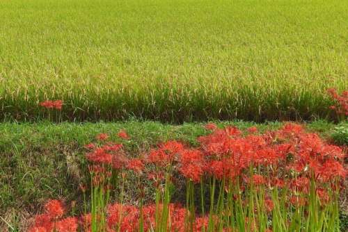 モグラの害に悩んでる人いない？