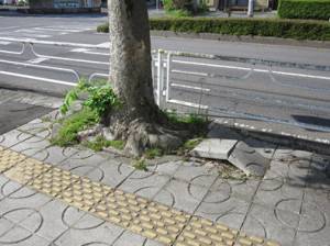 【どう思う？】「自転車専用道を作る場所がない」なんて大嘘だ！ 今すぐ歩道の植え込みを撤去せよ！