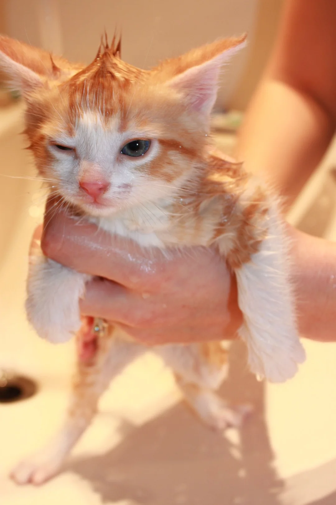 ｢猫と犬のどっちが賢いか｣の意外な結論…猫が｢驚きの記憶力を発揮する分野｣と｢すぐ忘れる肝心な要素｣