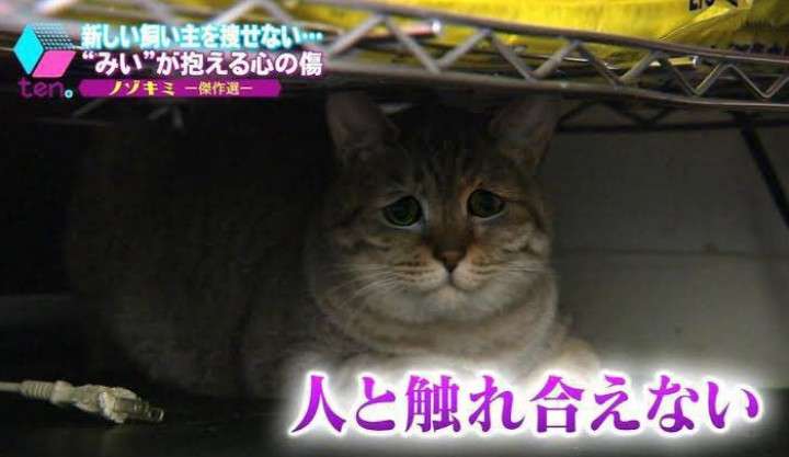 「猫も人も救いたい…」猫の死因トップ “腎臓病