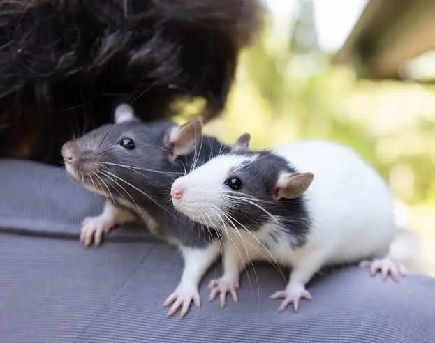 犬・猫に次ぐ「人気ポジション」になりそうなペットを、議論するトピ