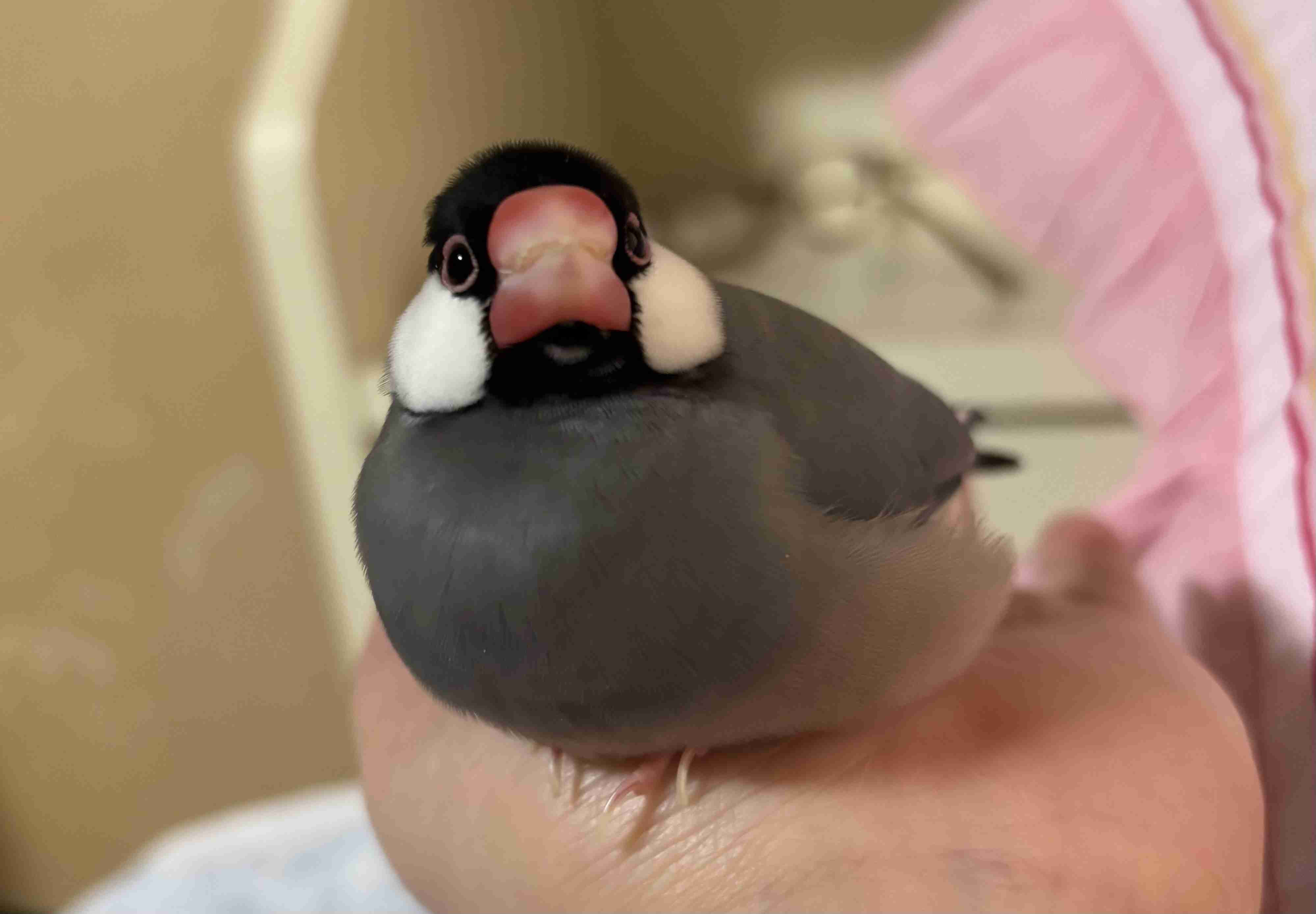 犬・猫に次ぐ「人気ポジション」になりそうなペットを、議論するトピ