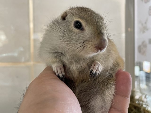 犬・猫に次ぐ「人気ポジション」になりそうなペットを、議論するトピ