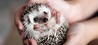 犬・猫に次ぐ「人気ポジション」になりそうなペットを、議論するトピ