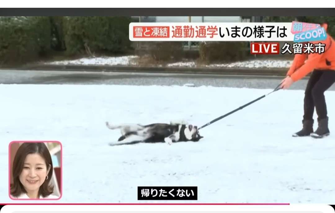 何度見ても飽きない画像を貼るトピ Part10