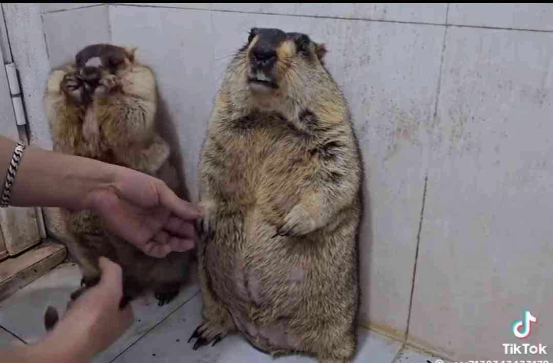 何度見ても飽きない画像を貼るトピ Part10