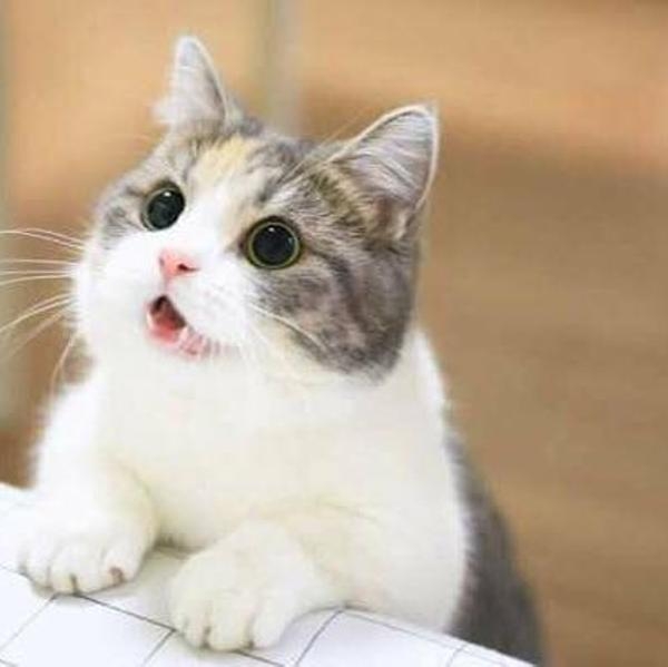 何度見ても飽きない画像を貼るトピ Part10