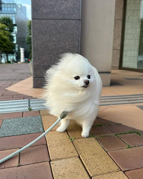 何度見ても飽きない画像を貼るトピ Part10